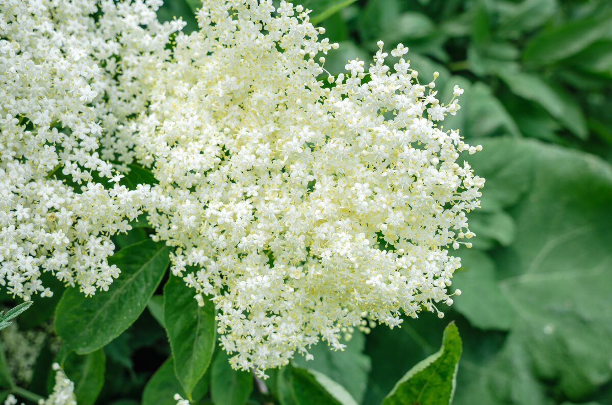 Sambucus