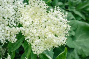 Sambucus