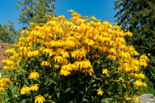 Rudbekia