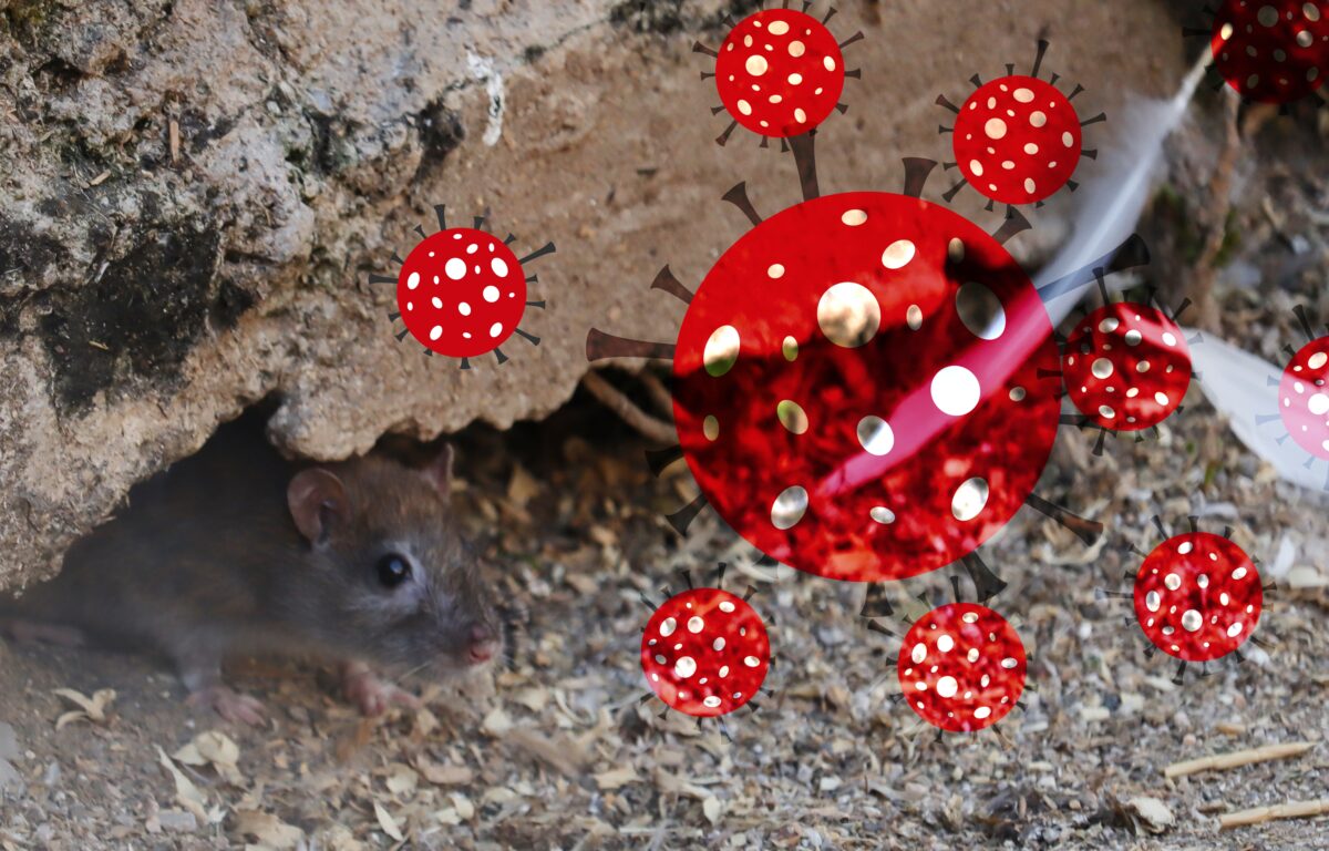 Hantavírus