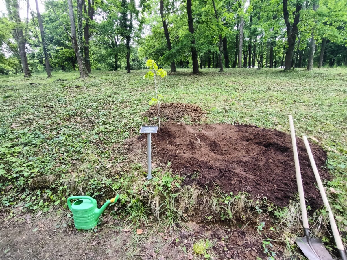 Vysadená lipa, botanická záhrada, Košice