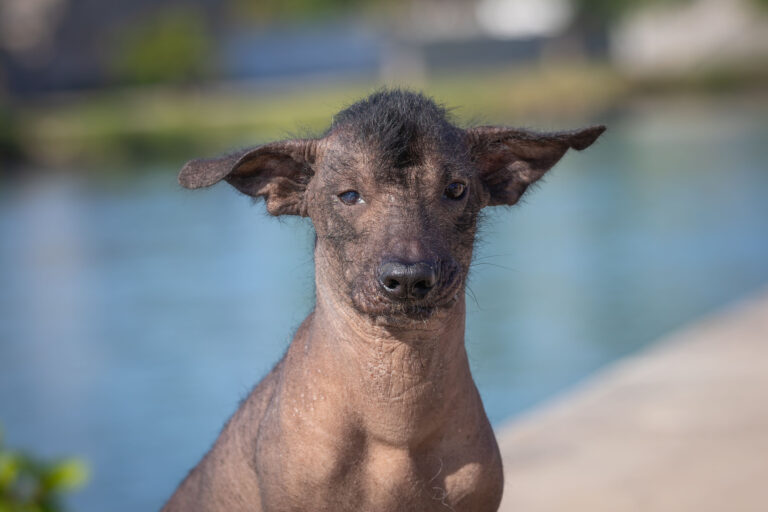 Xoloitzcuintli