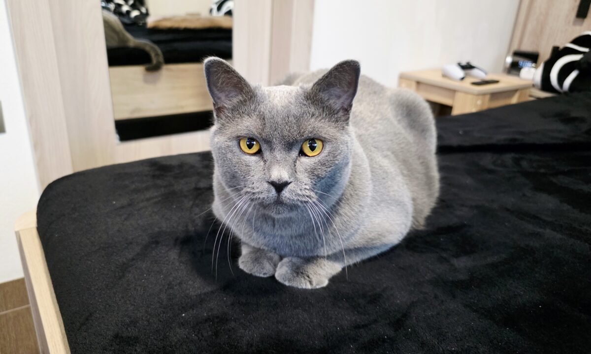 Kocúr MAX