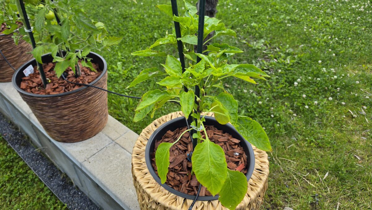Zasadená paprika