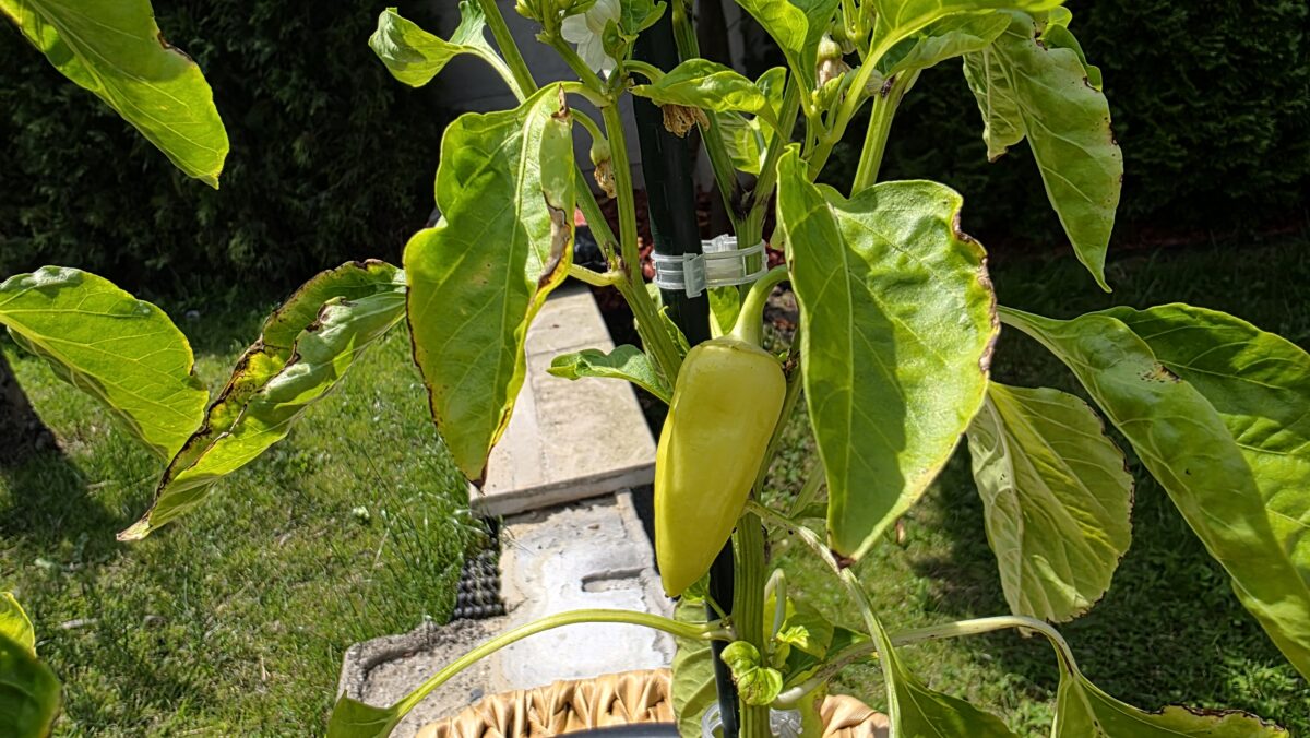 pestovanie papriky