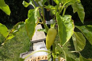 pestovanie papriky