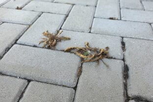 Burina medzi dlaždicami