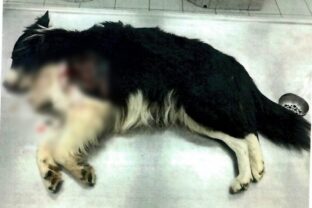 POLÍCIA: Usmrtenie spoločenského zvieraťa