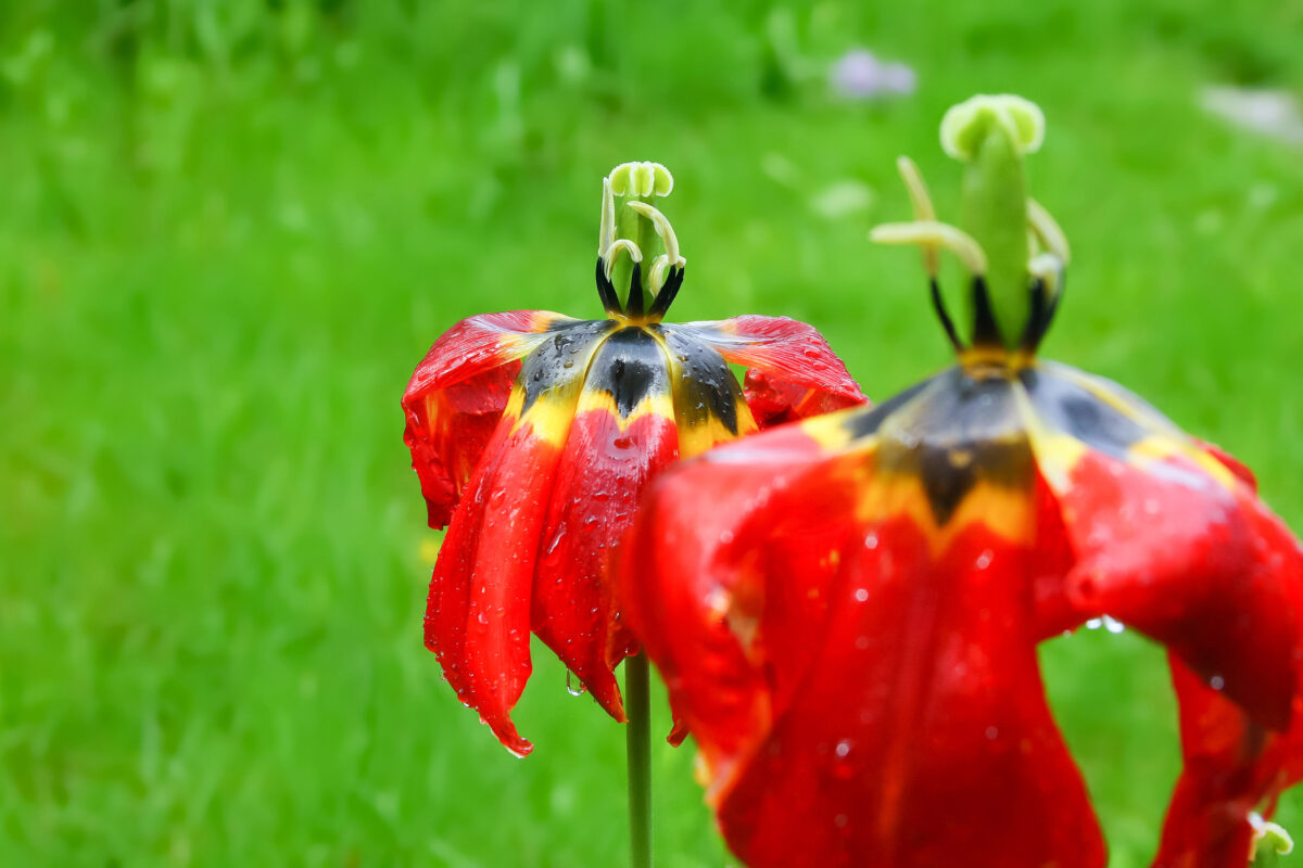 tulipány po odkvitnutí