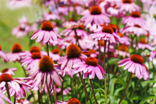 echinacea purpurová