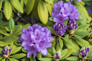 Rododendron