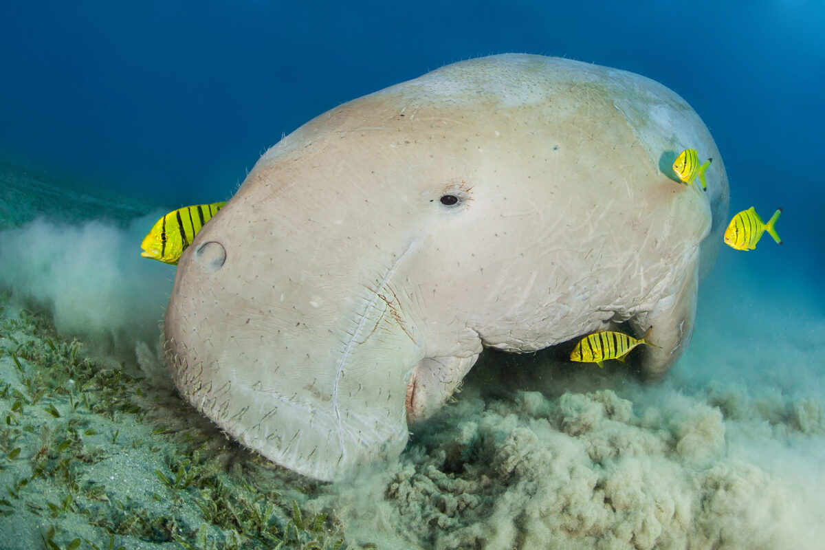 Dugong