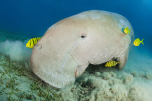 Dugong