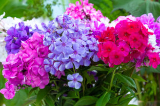 floxy