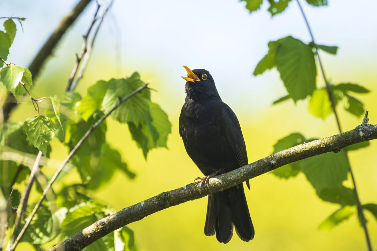 Turdus merula