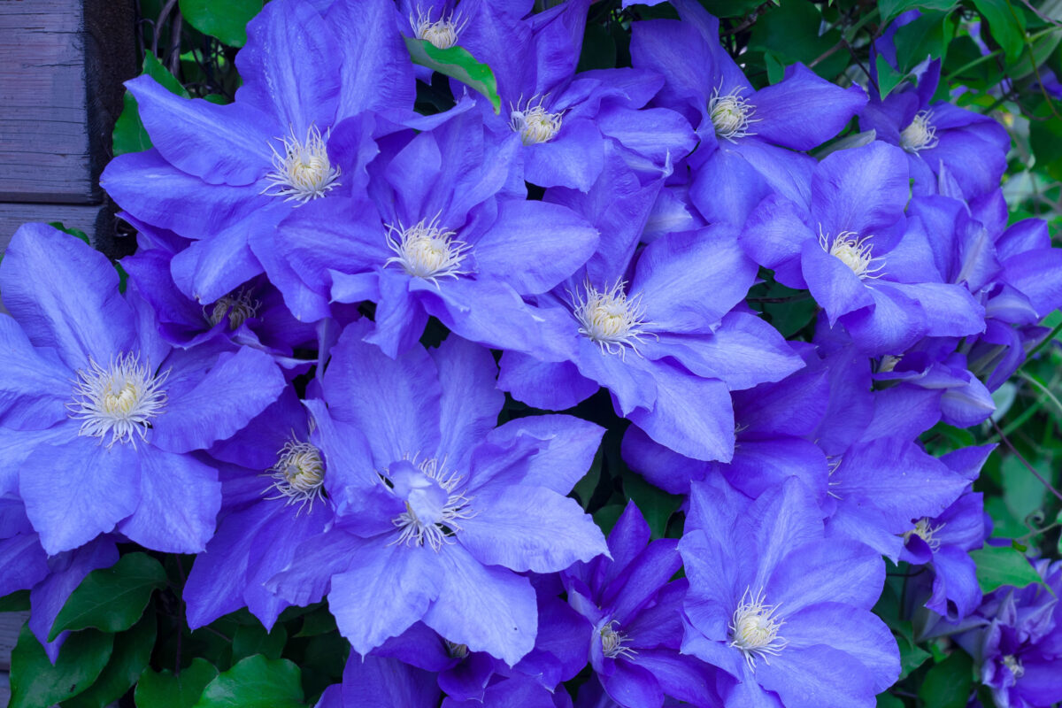Klematis