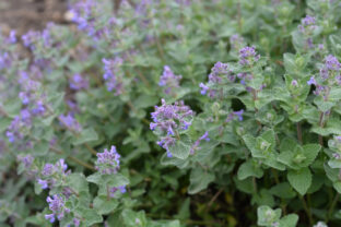 Nepeta cataria