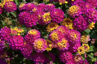 Lantana