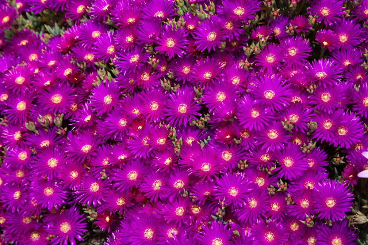 Delosperma