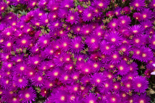 Delosperma