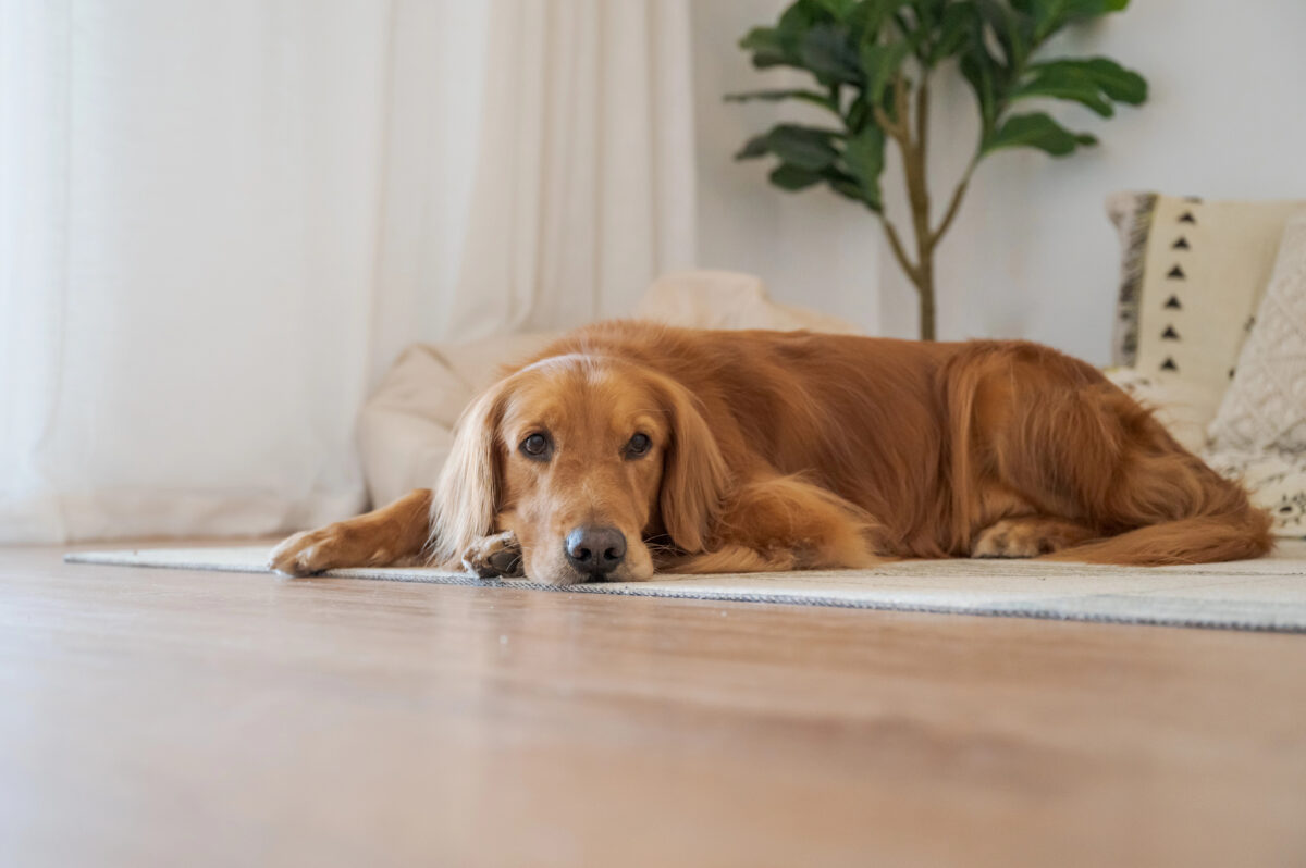 zlatý retriever