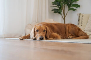 zlatý retriever