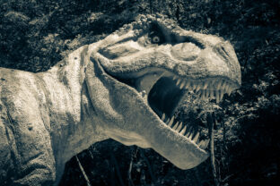 Tyranosaurus rex