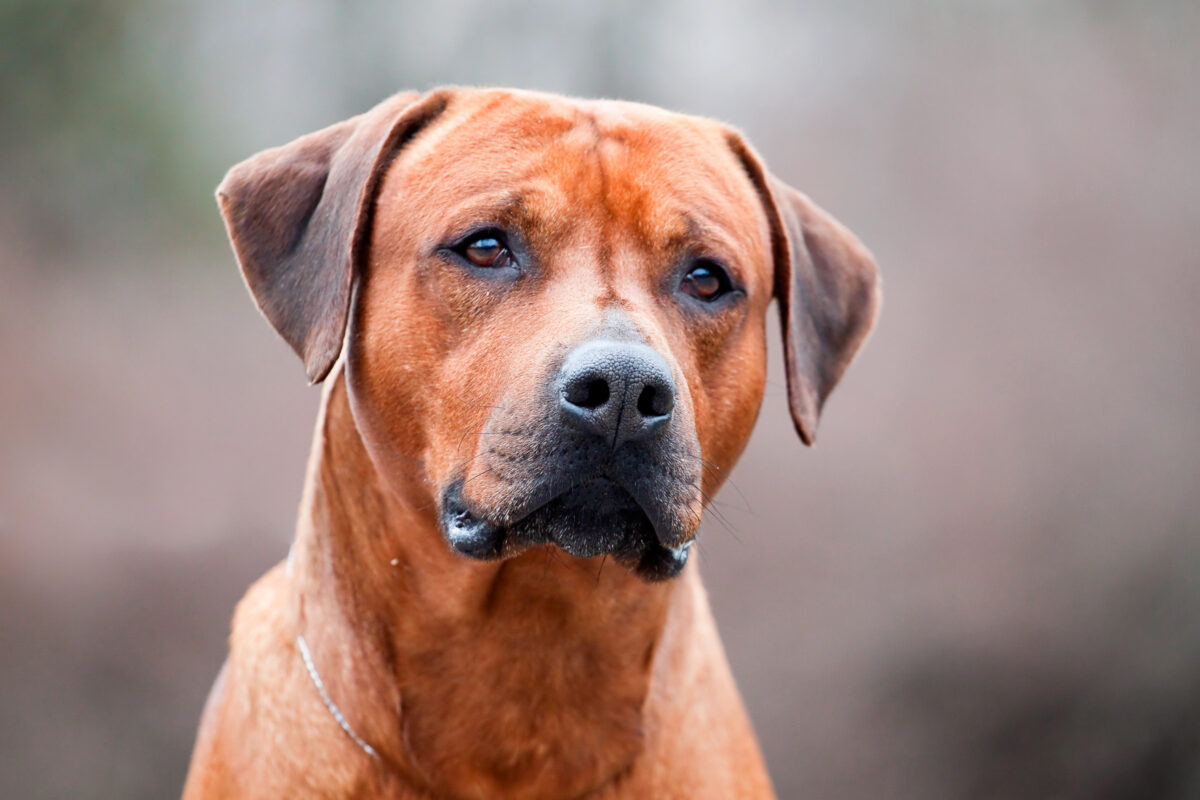Rhodésky ridgeback