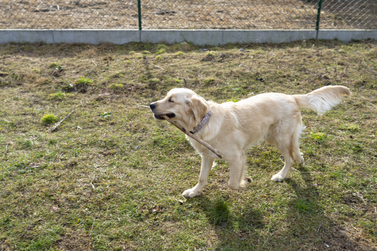 zlatý retriever