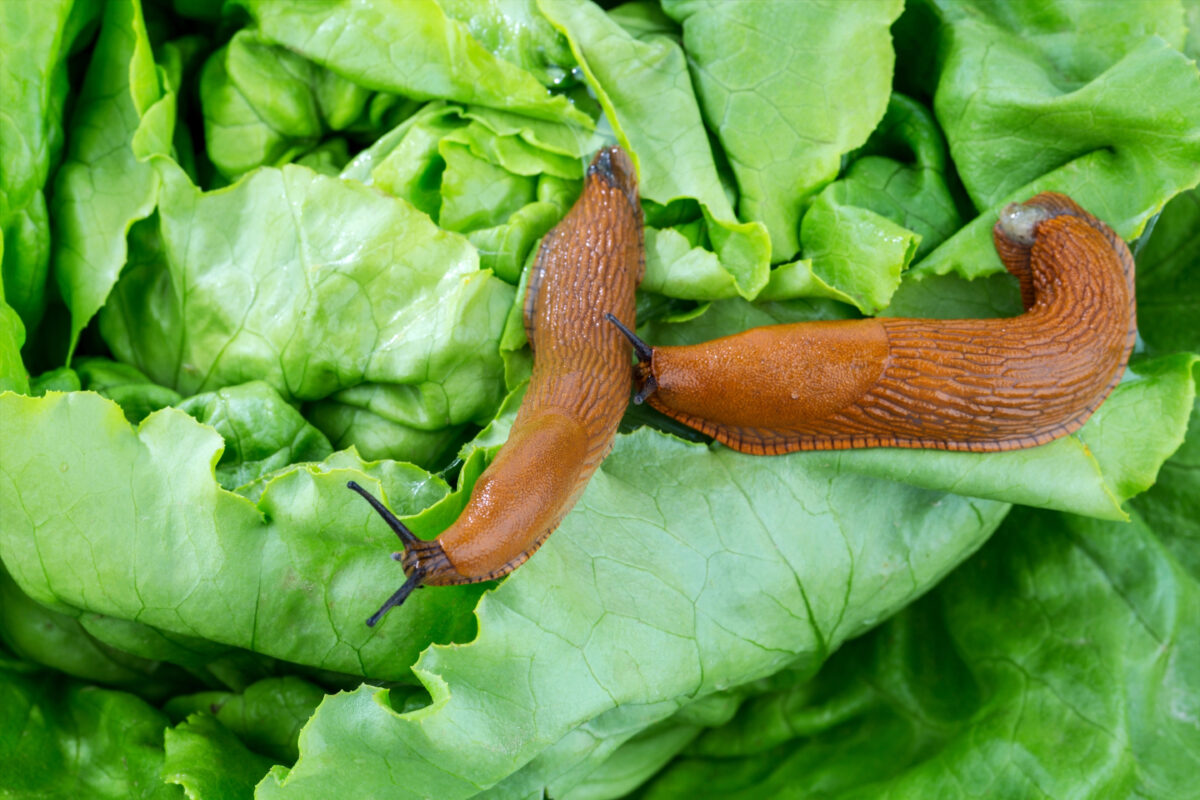 Slizniak