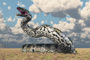 Titanoboa