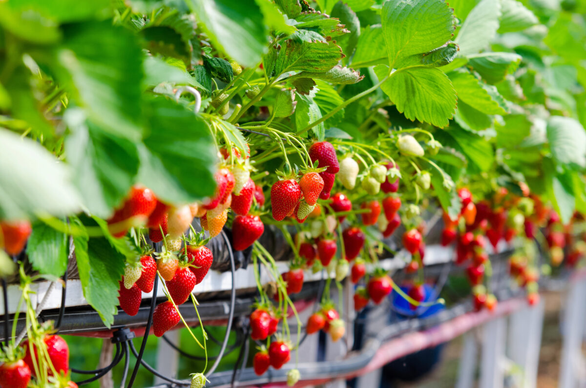 jahody