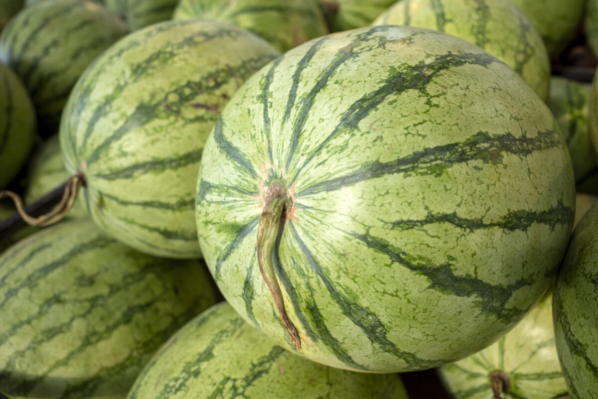 melón