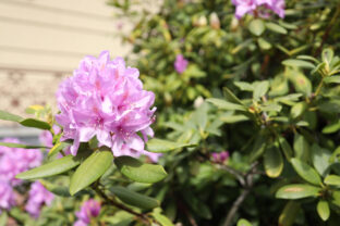 rododendron