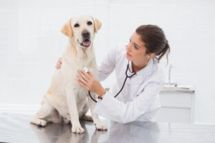 veterinárka so psom