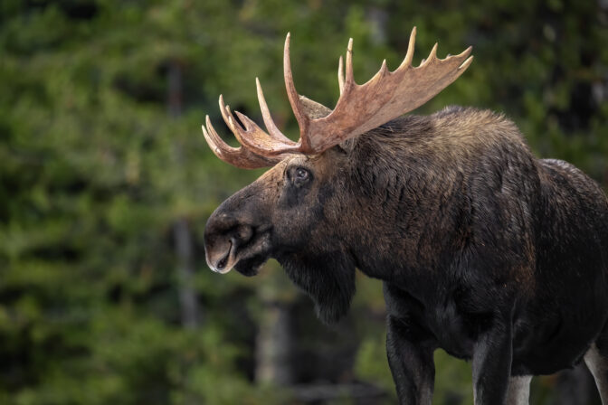 Moose los