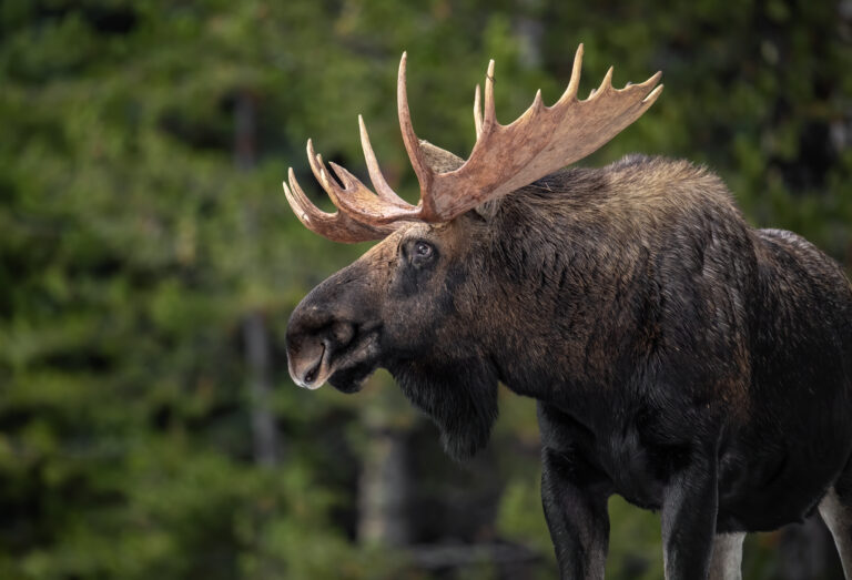 Moose los