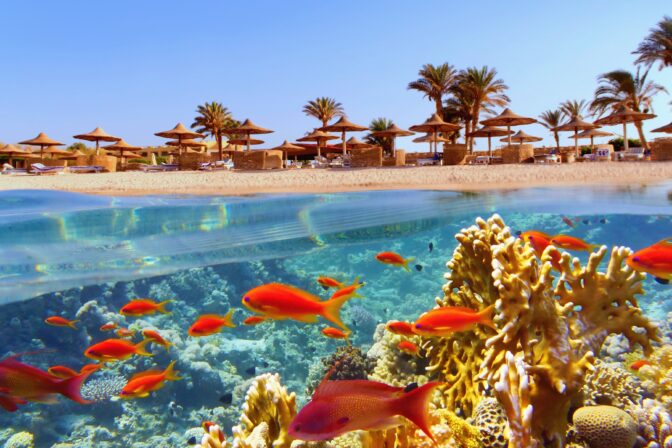 Tropical coral reef and fish with beach with palms and sun umbrelas on the background, Red Sea, Egypt
