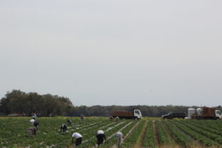 Farm Workers picking Strawberries on Farm