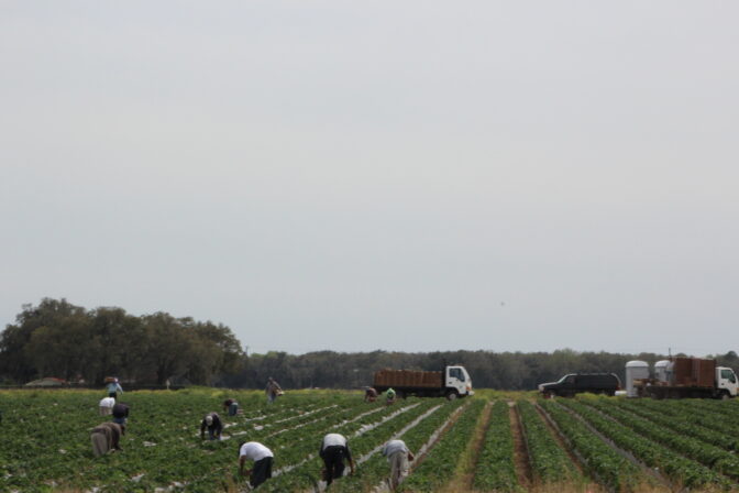 Farm Workers picking Strawberries on Farm