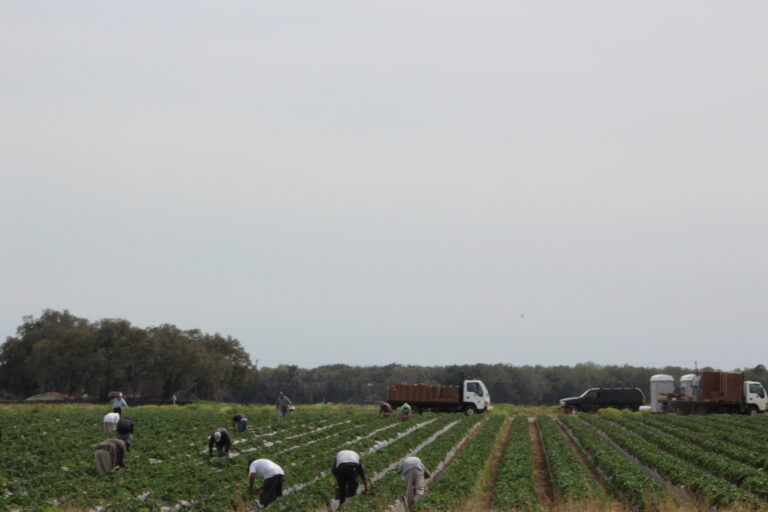 Farm Workers picking Strawberries on Farm