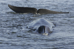 Iceland Whaling