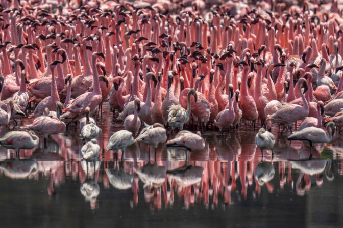 India Flamingoes