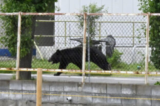 Japan Bear Attack