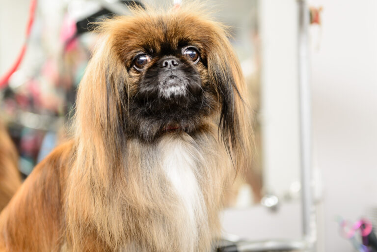 Pekinéz.