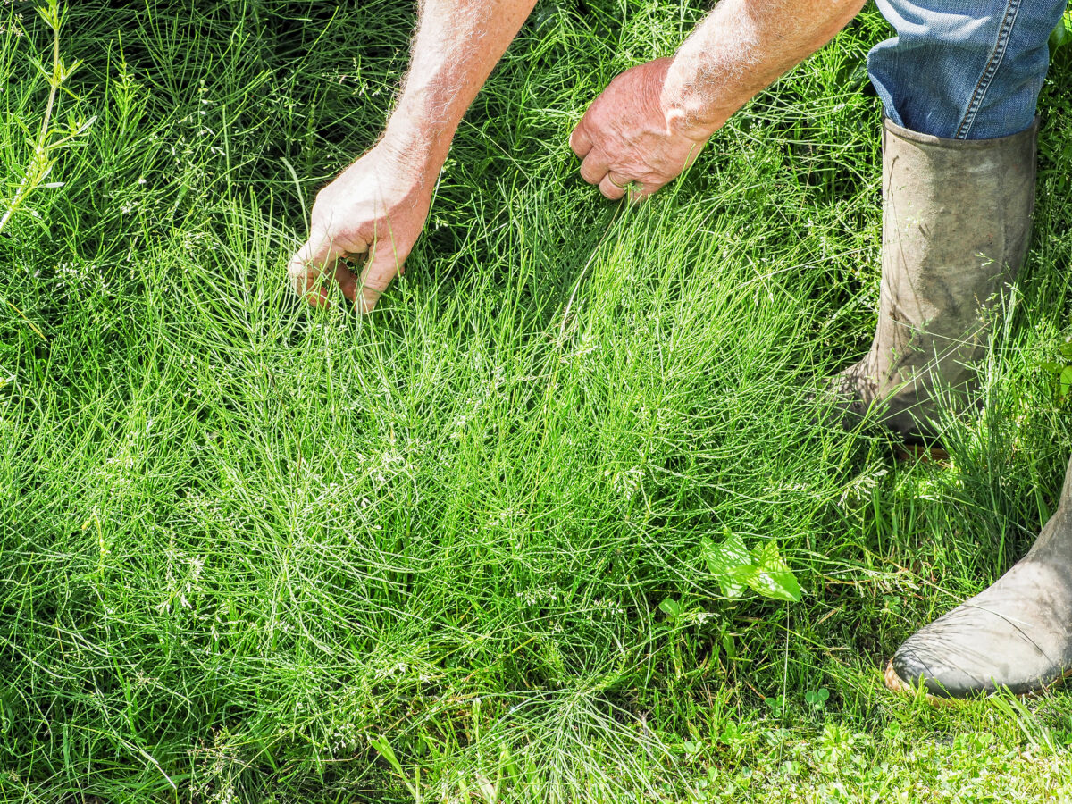 Equisetum arvense