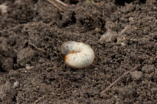 Larva v záhone