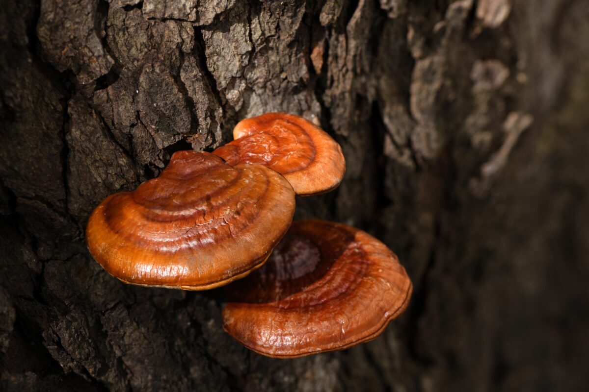 Reishi
