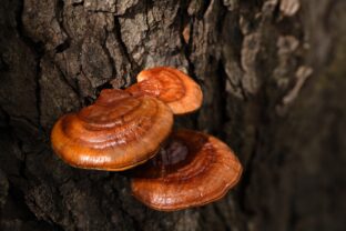 Reishi