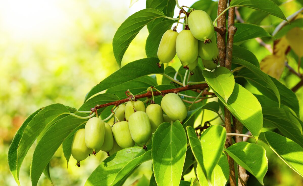 Actinidia arguta